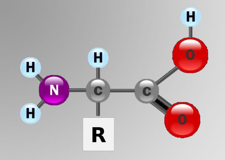 amino acids