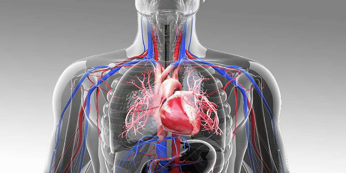 circulatory system