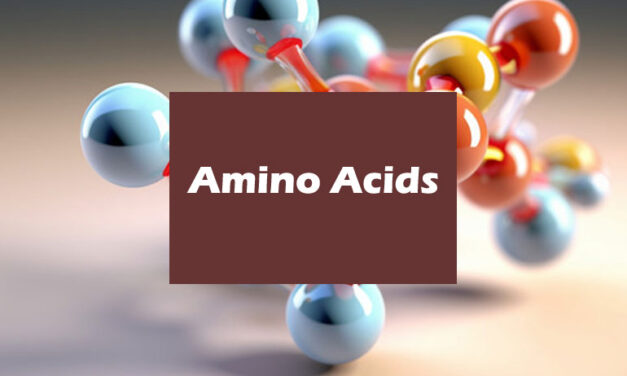 The Crucial Role of Amino Acids in the Human Body