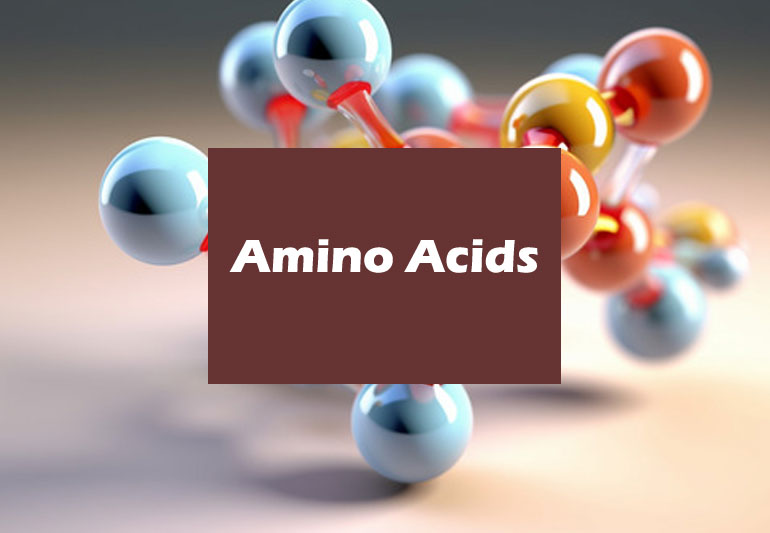 The Crucial Role of Amino Acids in the Human Body