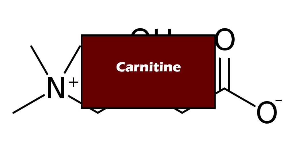 carnitine